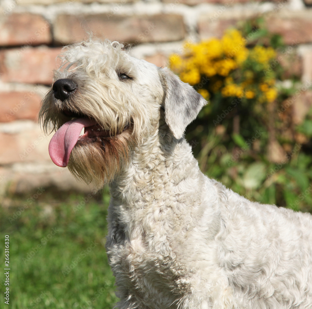 Amazing Czech terrier standing on the grass Amazing Czech terrier standing on the grass