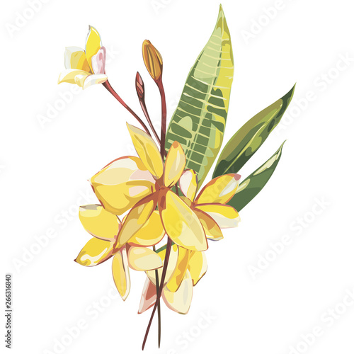 Plumeria plants and flowers isolated on white background. Tropical set, Watercolor sketch object illustrations.