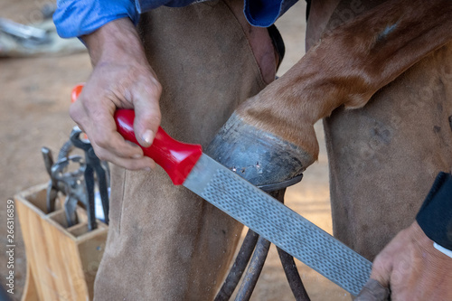 farrier working on a horse photo