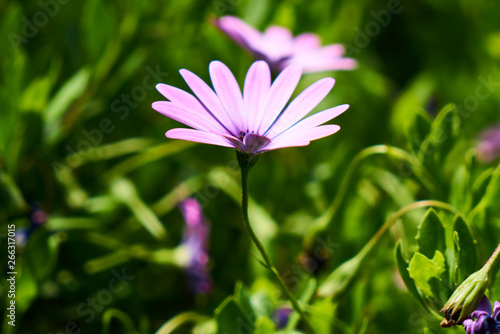 Beautiful spring daisies in the nature