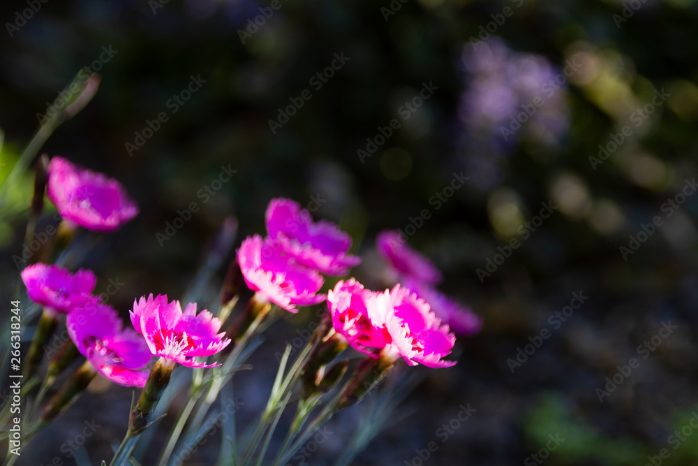 Pinks, dianthus flowers close up with dark background for copy space