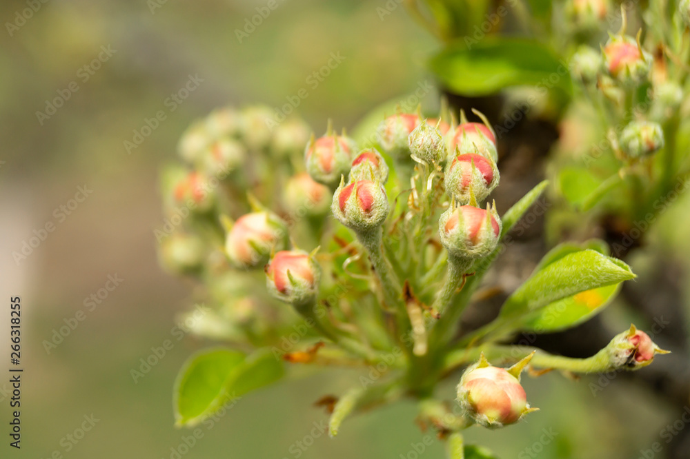 Blossom of the pear at spring length of time Blossom of the pear at spring length of time