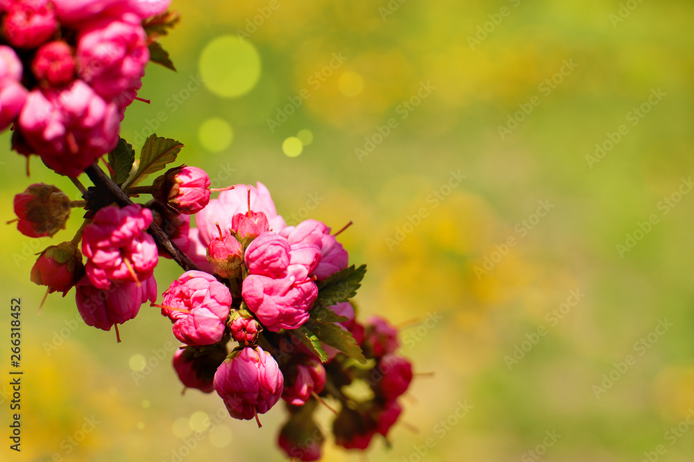Young branch of Sakura. Macro. Fresh beautiful flowers of sakura in spring on a green background. Bright flowers of Japanese cherry for flower design. Young branch of Sakura. Macro. Fresh beautiful flowers of sakura in spring on a green background. Bright flowers of Japanese cherry for flower design.