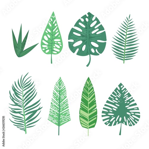 Set of watercolor tropical leaf collection, Summer plant soft color, Green leaves element for decoration, Botany art with brush, Isolated white background.