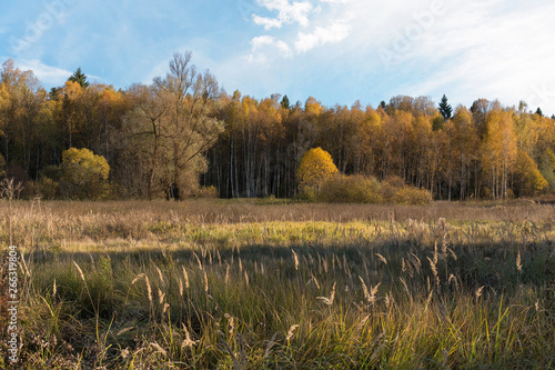 Natural landscape. The edge of the meadow and the forest. Golden autumn, Sunny day, yellowed grass and trees. Feathery clouds in the blue sky.