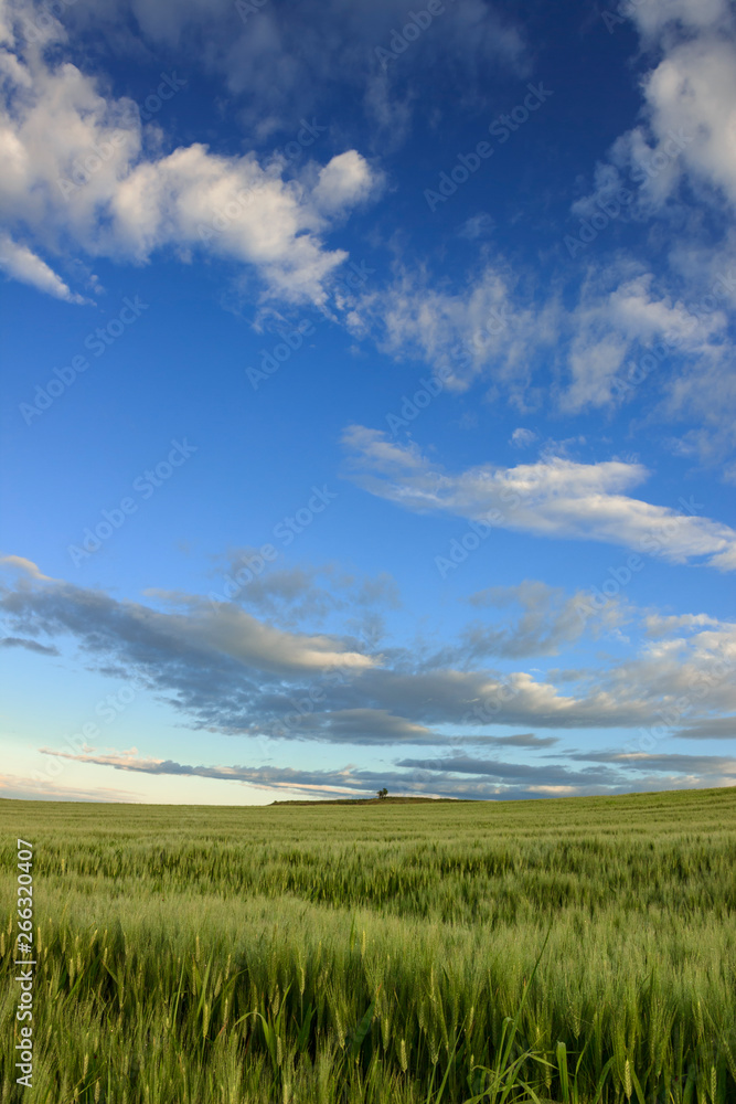 Hilly landscape with corn field immature dominated by clouds. ITALY.