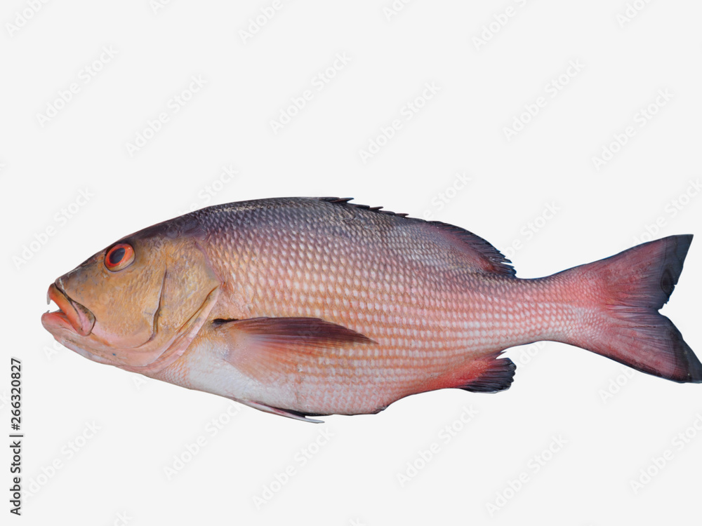 Big fish red color on white background, Kochi, Kerala, India Big fish red color on white background, Kochi, Kerala, India