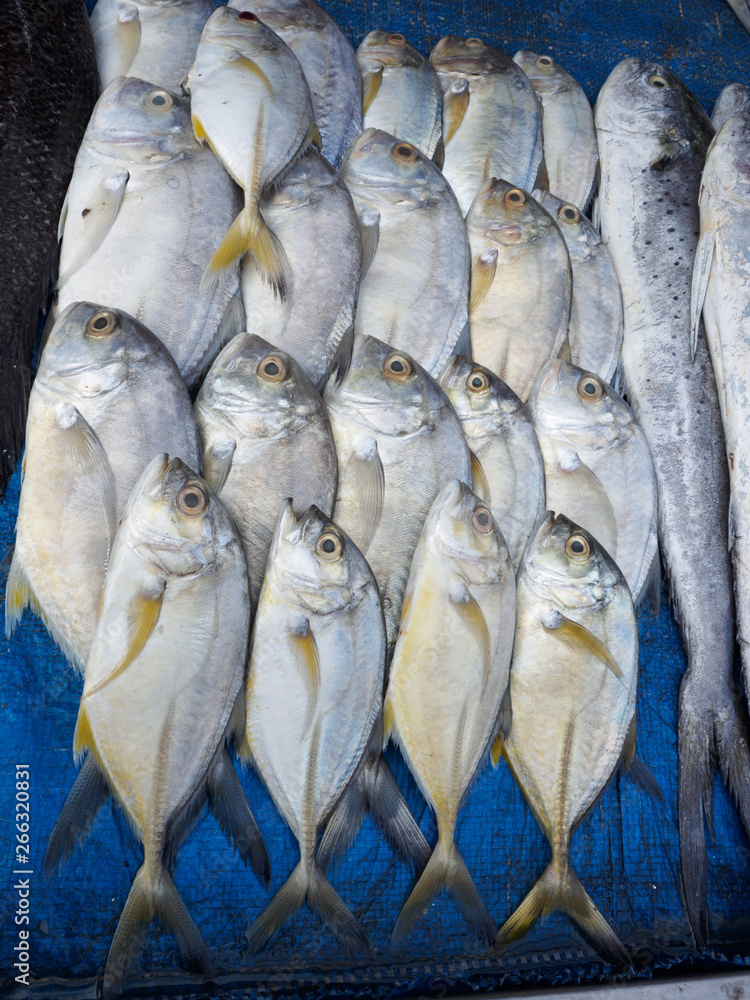 Obraz premium Big fish on the counter on blue background, Kochi, Kerala, India