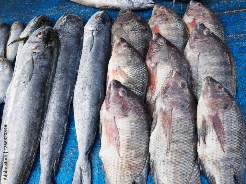 Obraz premium Big fish on the counter on blue background, Kochi, Kerala, India