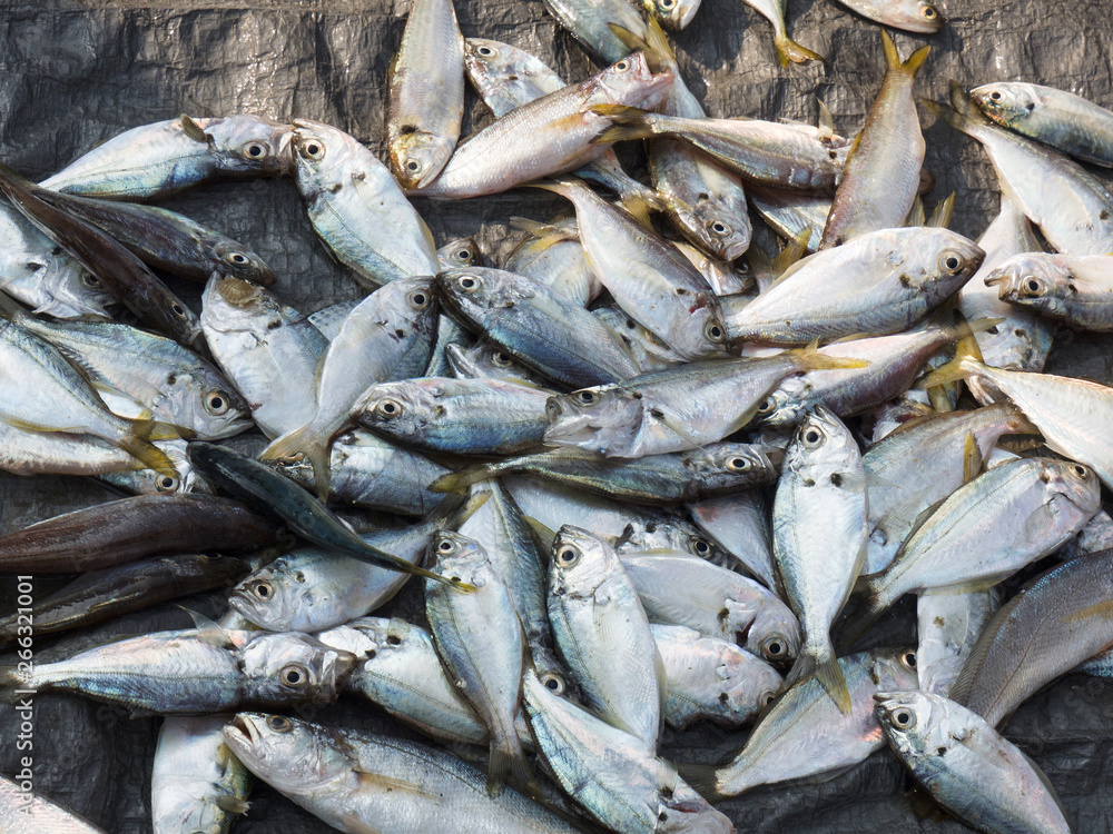 Morning catch of fresh fish on a black background Kochi, Kerala, India