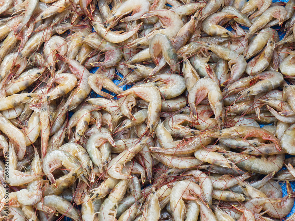 Morning catch of fresh shrimp on a blue background, Kochi, Kerala, India