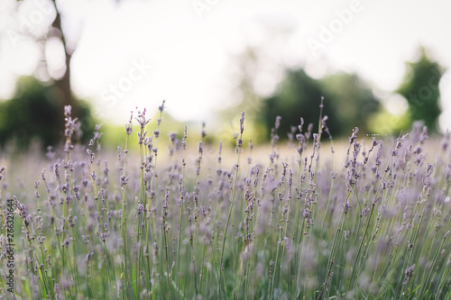 Beautiful lavender flowers closeup in sunny light in meadow. Lavender field in mountains. Aroma herbs. Atmospheric calm rural image. Space for text