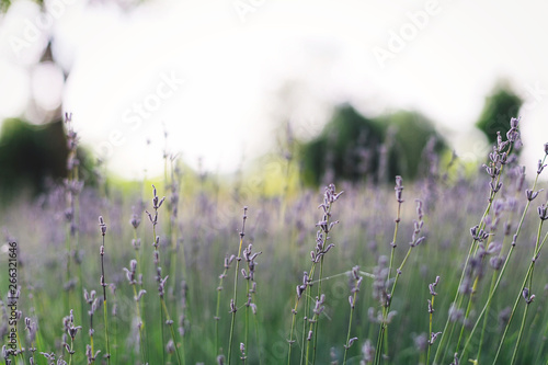 Beautiful lavender flowers closeup in sunny morning light in meadow. Lavender field in mountains. Aroma herbs. Atmospheric calm rural image. Space for text