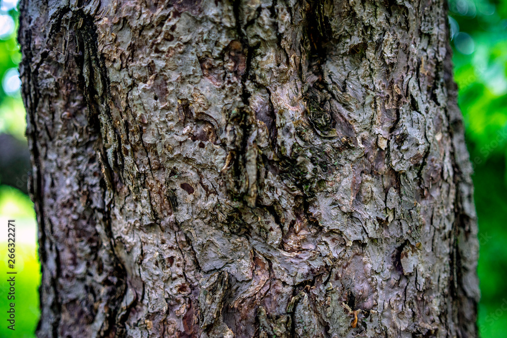 bark of a tree in the woods bark of a tree in the woods