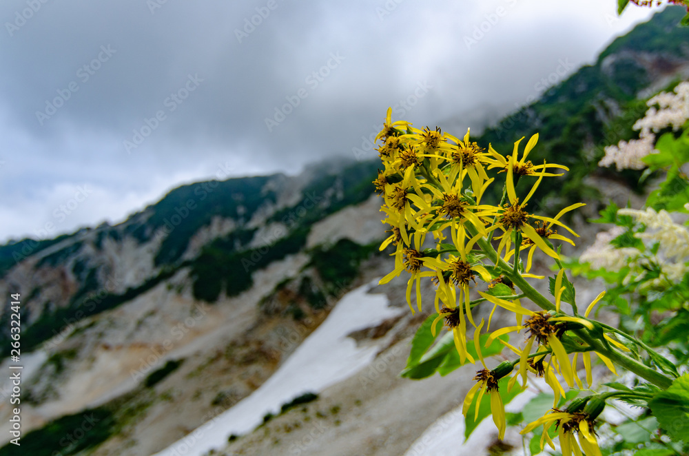 Fototapeta premium 白馬岳 高山植物