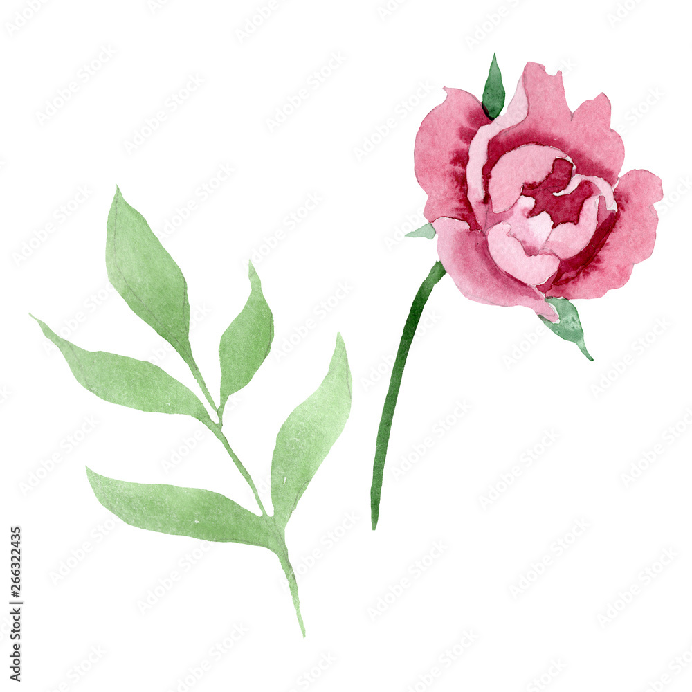 Fototapeta premium Dark red peony floral botanical flowers. Watercolor background illustration set. Isolated peony illustration element.