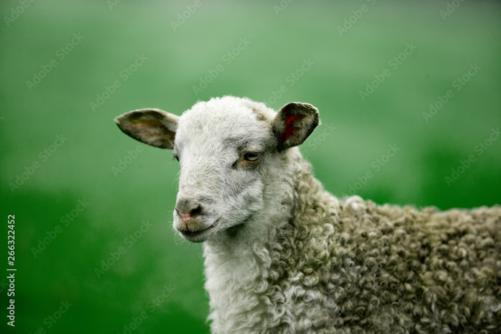 Primer plano de la cabeza de una oveja de raza vasca Latza