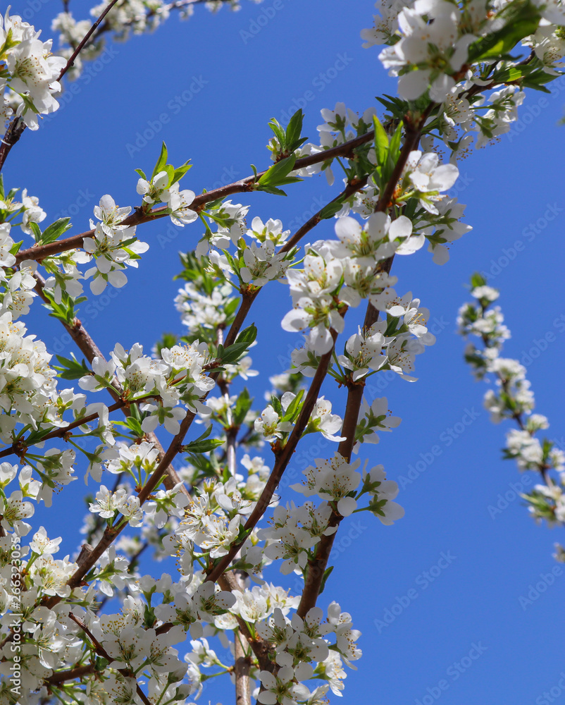 Beautiful white flowers of plum in spring against blue sky
