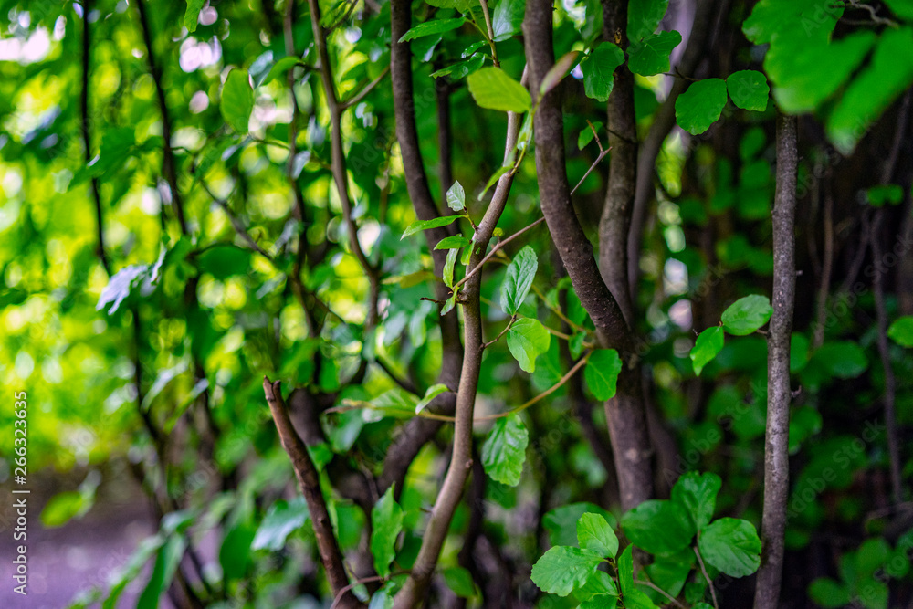 green leaves of tree green leaves of tree