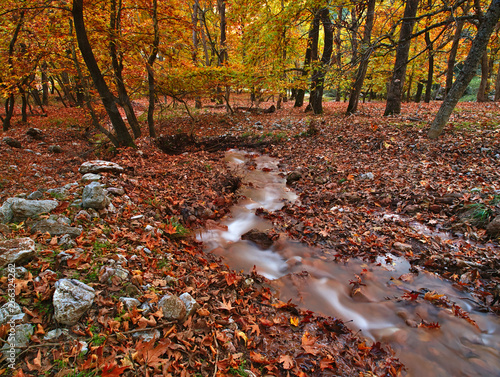Beautiful autumn landscape from Planitero, in Kalavryta, Greece. Vivid, vibrant colorful fall image. Creek in sycamore plane tree forest. photo