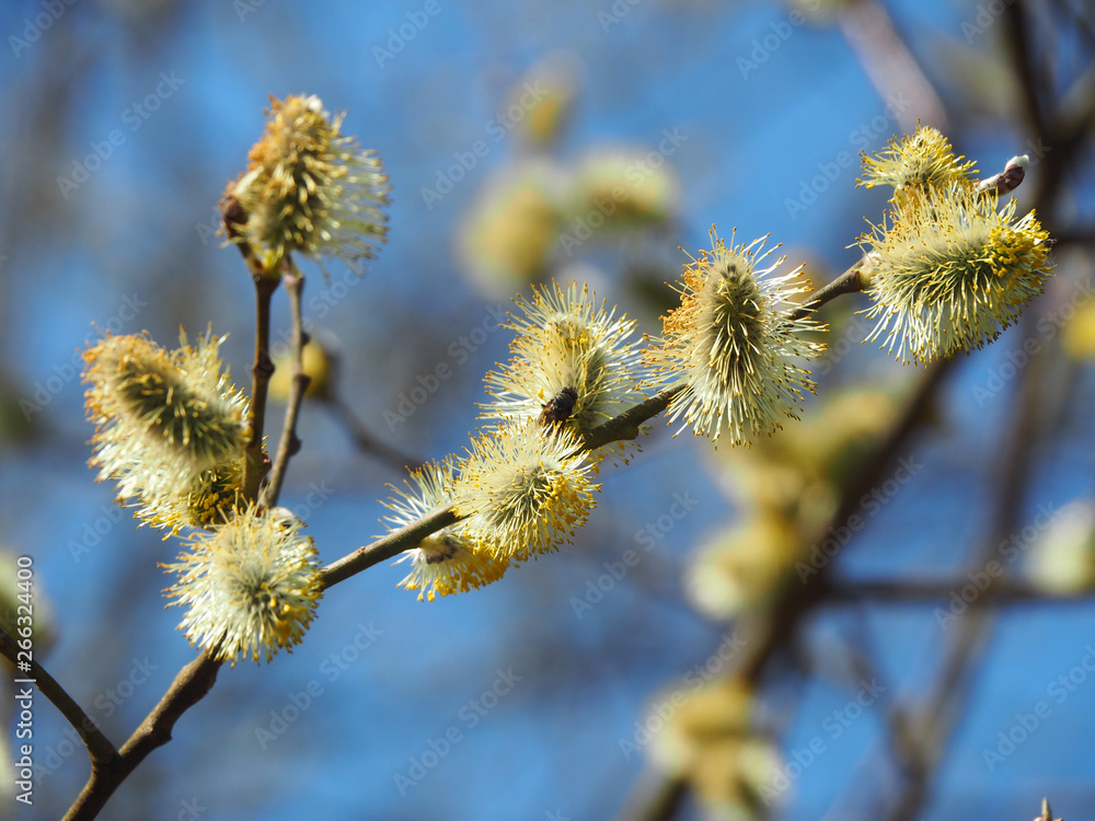 Yellow willow catkins on a background of blue spring sky Yellow willow catkins on a background of blue spring sky