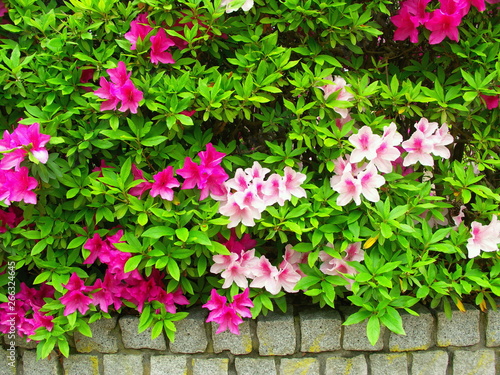 Wallpaper Mural 公園の植え込みの満開の躑躅咲く風景 Torontodigital.ca