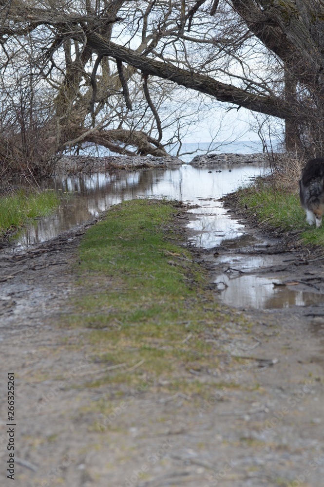 Spring Flooded Road at Lake Edge