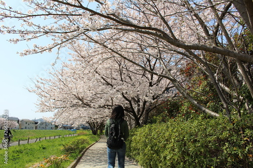 桜並木 © 哲二 川端