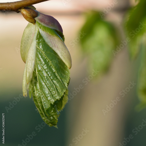 The origin of the young fresh green leaves of the tree in the spring. Close-up