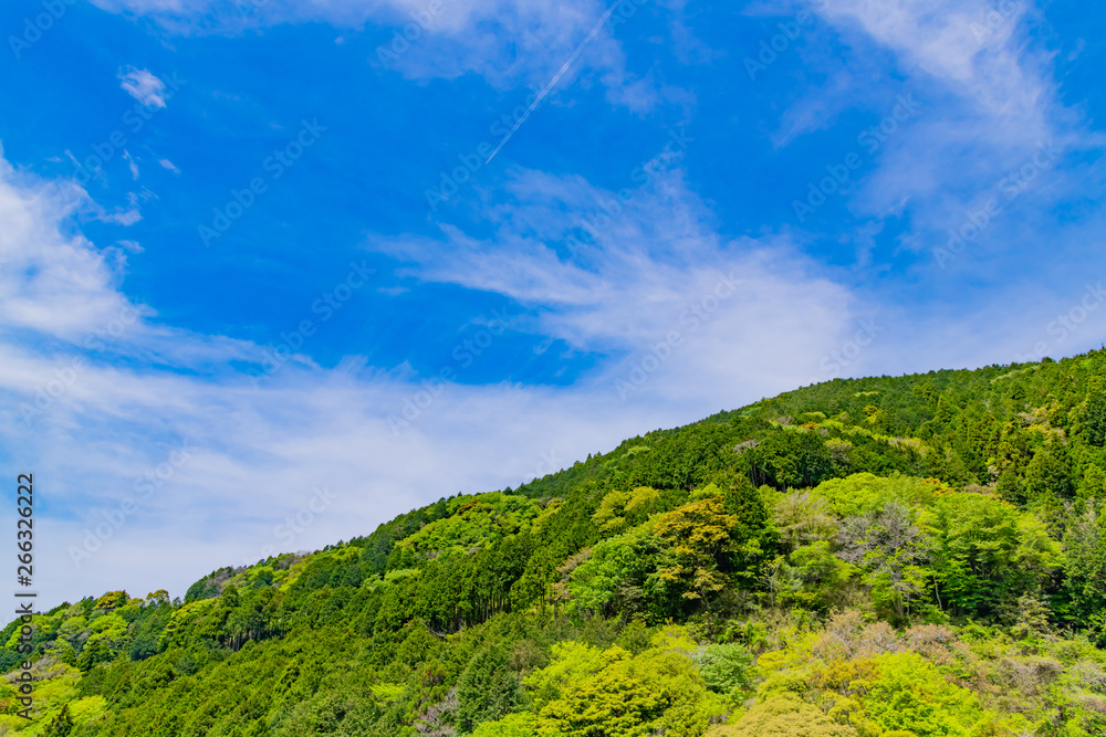 静岡県富士市須津川渓谷の新緑