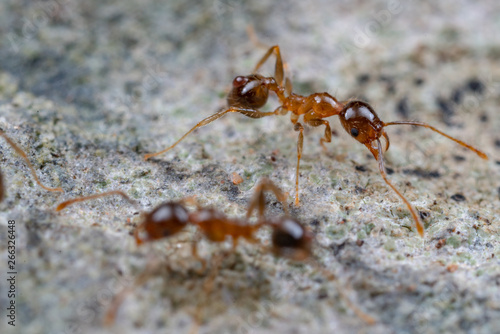 Pheidole megacephala, coastal brown big-headed ants foraging on a rock. A common invasive, pest species. © peter