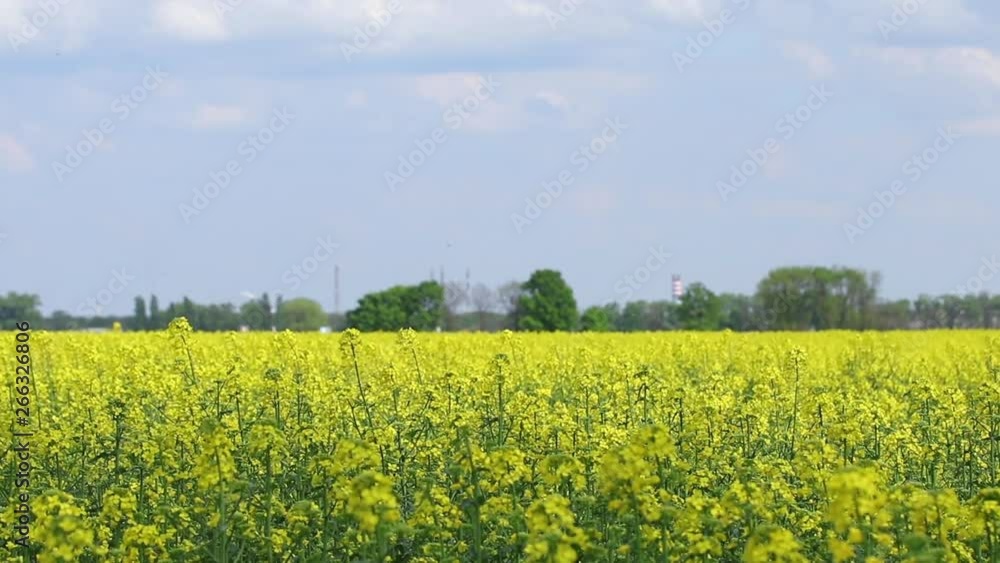 Blooming yellow rapeseed field. Picturesque canola field under blue sky with white fluffy clouds. Wonderful video footage for ecological agricultural concept. Slow motion video.