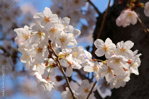 桜の花