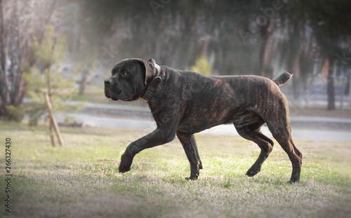 boerboel