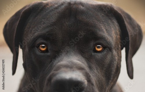 boerboel dog eyes