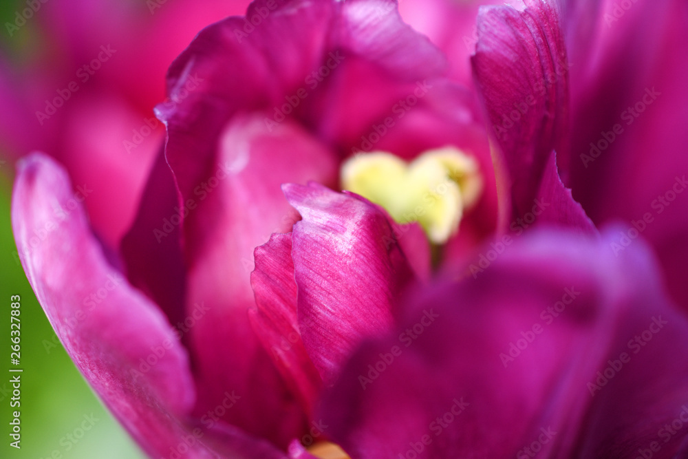 Tulip flower,petals close up