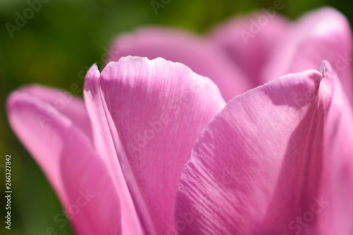 Tulip flower petals close up