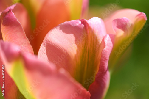 Tulip flower petals close up