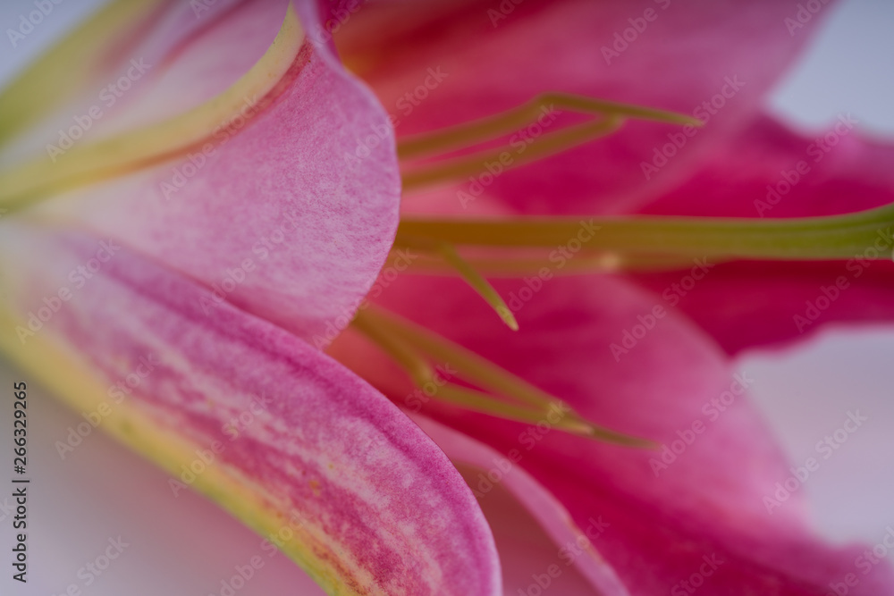Pink lily flower Pink lily flower
