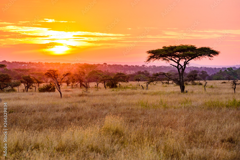 Sunset in savannah of Africa with acacia trees, Safari in Serengeti of Tanzania