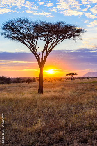 Sunset in savannah of Africa with acacia trees  Safari in Serengeti of Tanzania