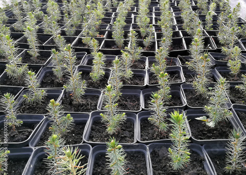 Pine, Christmas trees, junipers in pots and bonsai garden plants in a plant nursery