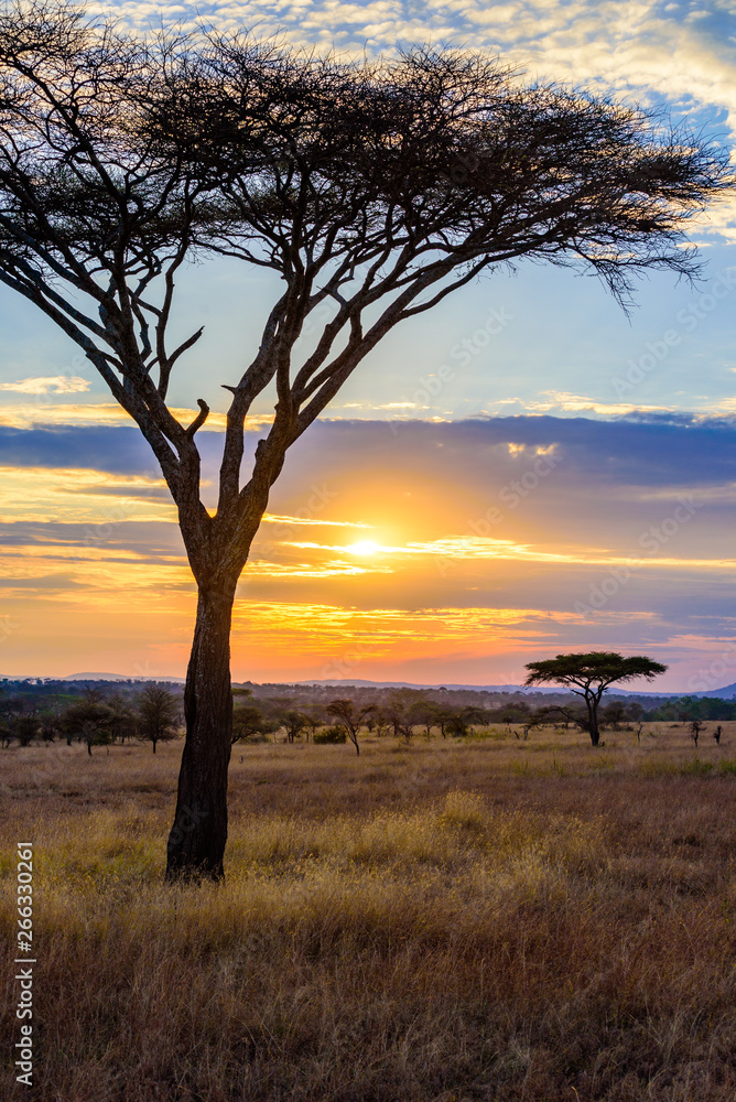 Sunset in savannah of Africa with acacia trees, Safari in Serengeti of Tanzania - obrazy, fototapety, plakaty 