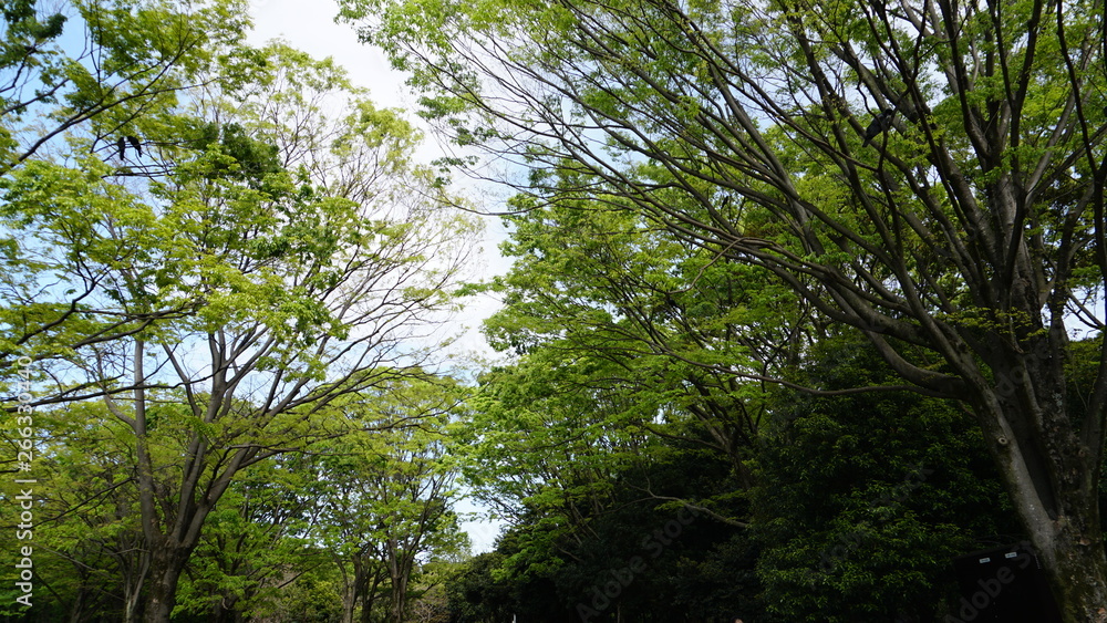 Naklejka premium 新緑