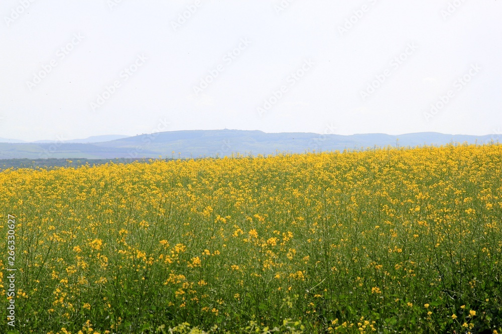 A field of rapeseed in Bulgaria A field of rapeseed in Bulgaria