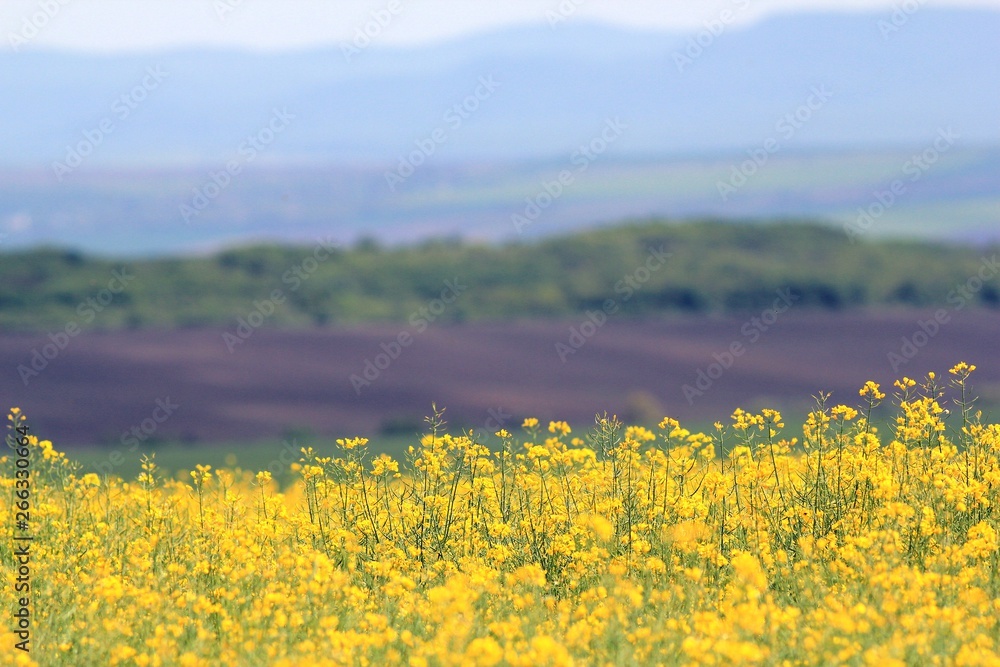 A field of rapeseed in Bulgaria