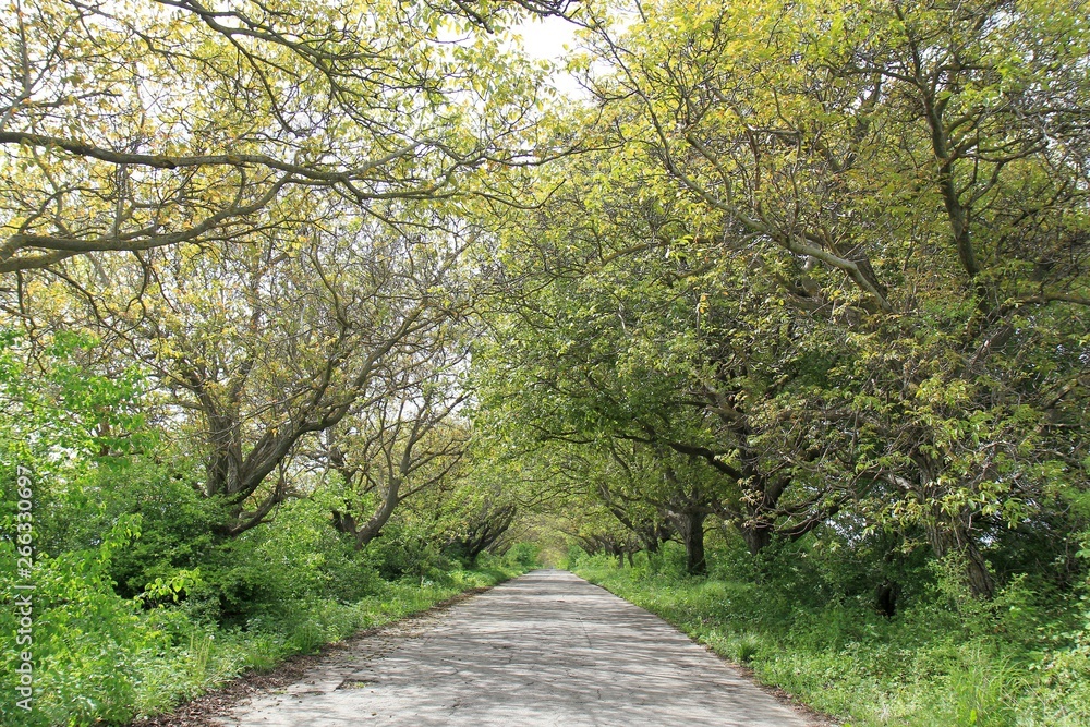Fototapeta premium Picturesque road with high trees