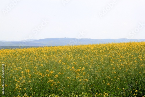 A field of rapeseed in Bulgaria © dinar12