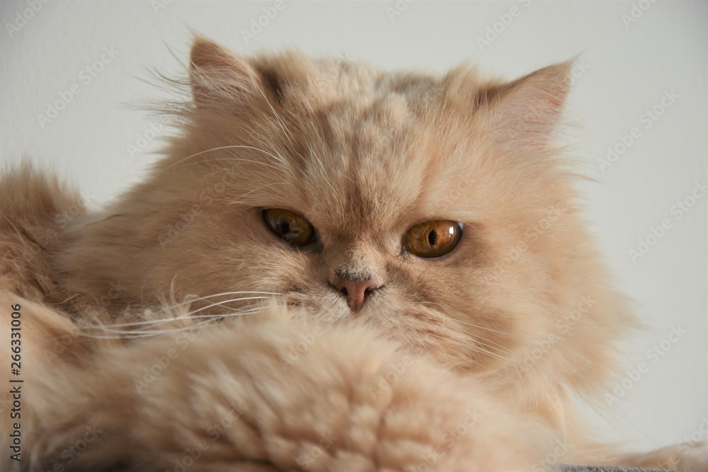 gato fino mascota delicado gatico felino hermoso familiar persa angora  peludo pelos bigotes gris animal Stock Photo | Adobe Stock