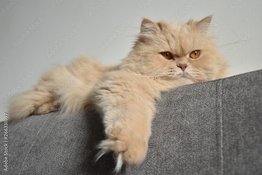gato fino angora persa peludo mascota familiar fino angora gatito felinos  animal hermoso delicado Stock Photo | Adobe Stock